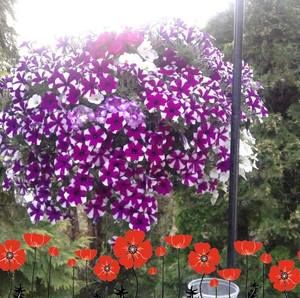 Meet your Posher, Shirley